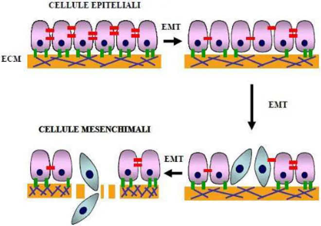 Figura 1.2: Transazione epiteliale – mesenchimale.