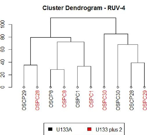Figura  4.13:  Dendrogramma  di  una  cluster  analysis  svolta  sulla  matrice  dei  valori  di  espressione corretti con il metodo RUV-4