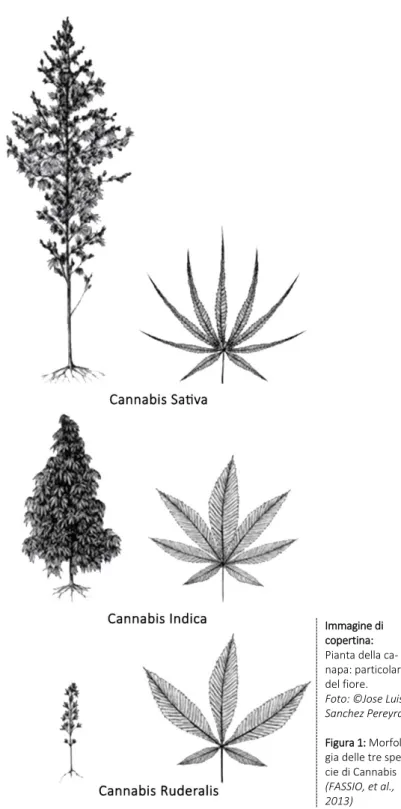 Figura 1: Morfolo- Morfolo-gia delle tre  spe-cie di Cannabis 
