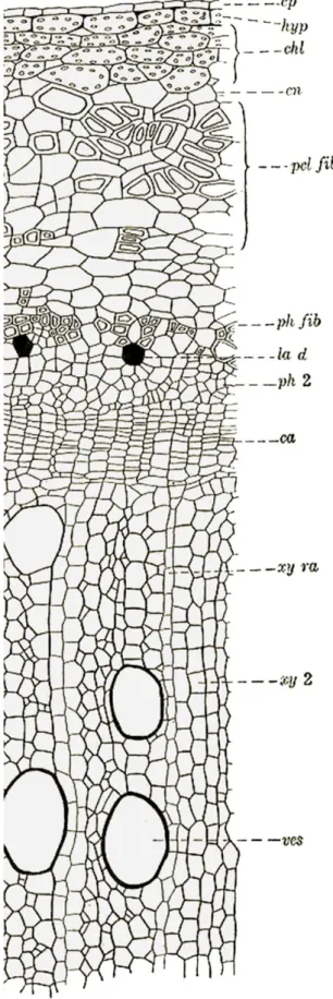 Figura 16: Un set- set-tore di sezione  dello stelo quasi  maturo che  mo-stra lo sviluppo di  fibre pericicliche  e floema 