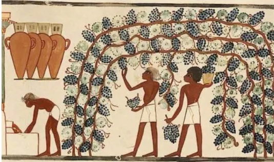 Figura 12 (in alto): scena di  vendemmia, dipinto murale,  tomba di Nakht, Valle dei  Nobili, Tebe (Egitto), 1390  a.C