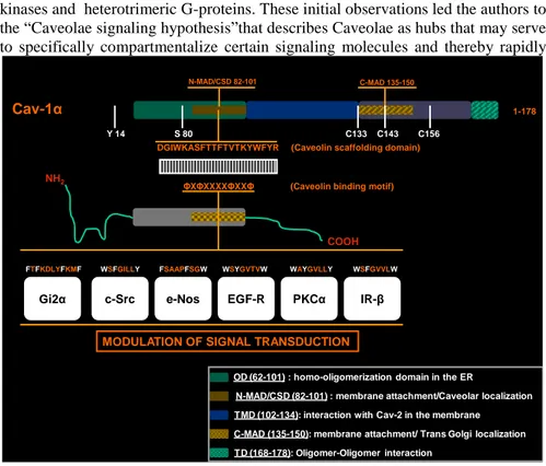 Fig. 2. The sequence of the caveolin-scaffolding domain and the caveolin binding motif sequences 