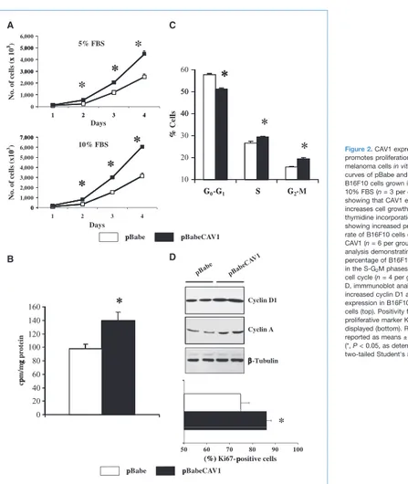 Figure 2. CAV1 expression promotes proliferation of B16F10 melanoma cells in vitro. A, growth curves of pBabe and pBabeCAV1 B16F10 cells grown in 5% and 10% FBS (n = 3 per group) showing that CAV1 expression increases cell growth