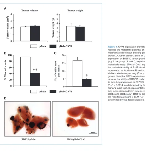 Figure 4. CAV1 expression dramatically reduces the metastatic potential of B16F10 melanoma cells without affecting primary tumor growth