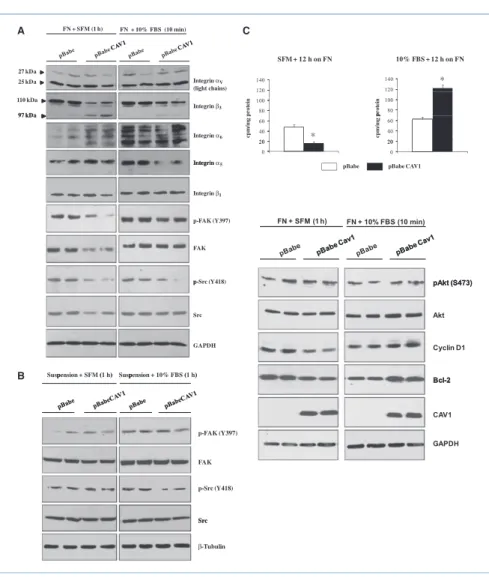 Figure 6. CAV1 suppresses the integrin/Src/FAK pathway following integrin engagement in B16F10 melanoma cells