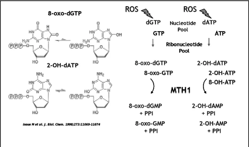 Figure 2: Chemical structure and repair of oxidized triphosphates. MTH1 