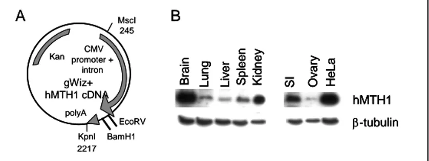 Figure 3: Expression of hMTH1 in a transgenic hMTH1 mouse. (A) BamH1-