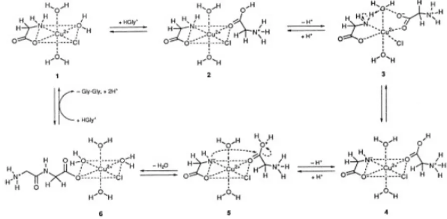 Figure 1.1. Proposed mechanism of SIPF. Gly-Gly example (Rode 1999).