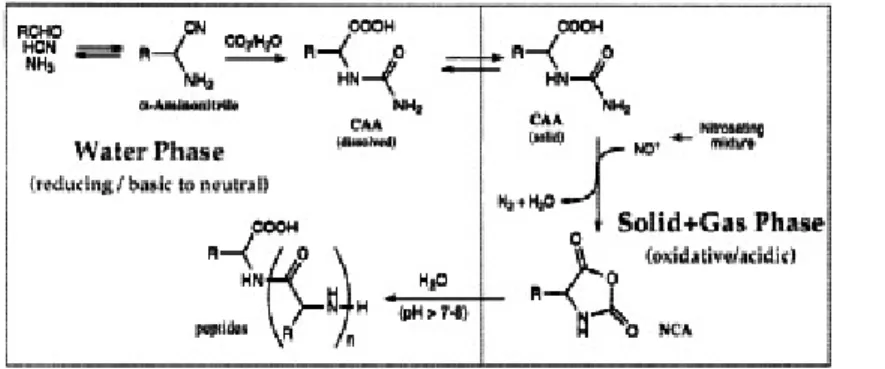 Figure 1.4. The pathway to synthesis of peptides through N-carbamoyl-α- N-carbamoyl-α-aminoacides and NCA-aminoacids, after  Taillades et al