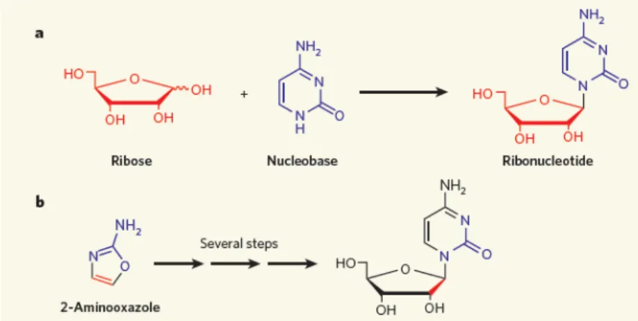 Figure 1.8.  Two different approach to obtain a nucleoside (Szostak 2009). This approach, pioneered in Sutherland's group, still requires a better  design to optimize the control  of the reactions, but it has, nevertheless,  successfully   produced   β-rib