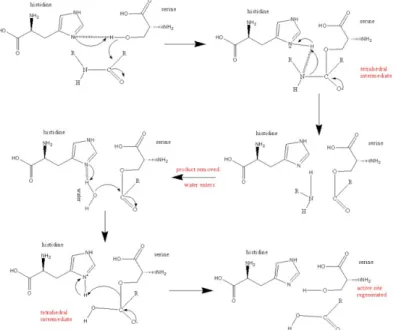 Figure 1.11. The active site of serine proteases. Involvement of serine and  histidine side chains (Wikipedia)