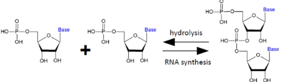 Figure 1.13. Hydrolysis and synthesis of nucleic acids are two directions of  the same reaction.