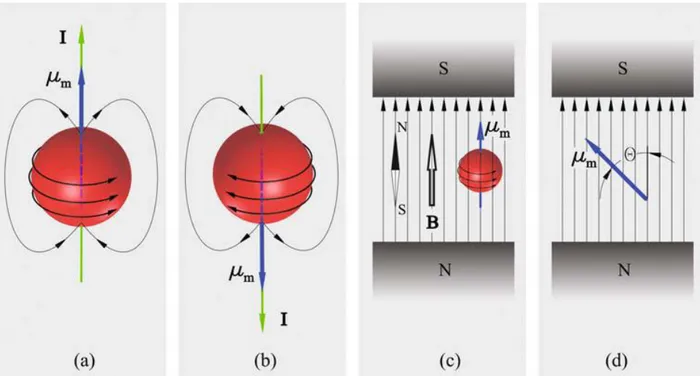 Figura  1.2  Rappresentazione  del  momento  magnetico  e  dello  spin  per  un  protone  immaginato  essere  in  rotazione in senso antiorario  (a) e in senso orario  (b); Rappresentazione dell’orientamento assunto da  un  protone  e  da  un  ago  magneti