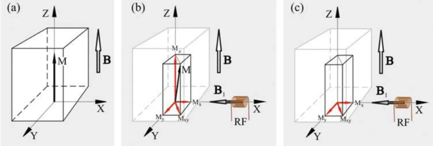 Figura 1.5. A) illustrazione del  vettore magnetizzazione netta M per effetto del solo campo statico B e (B)  componenti  sul  piano  X-Y  Mx,  My  e  Mz  sull’asse  Z  quando  viene  deflesso  dalla  direzione  di  B  per  effetto  dell’applicazione di un