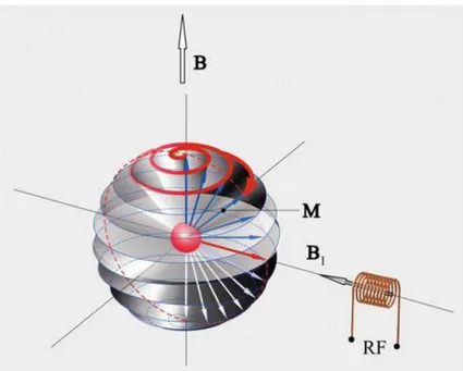 Figura  1.6.  Applicazione  del  campo  B 1   e  conseguenti  effetti  sul  vettore  di  magnetizzazione  netta  M