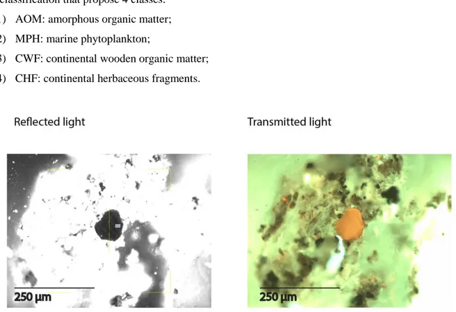 Figure  2.6  Two  microphotographs  showing  the  same  liptinite  fragment  observed  under:  a)  reflected  light  and  b)    transmitted  light