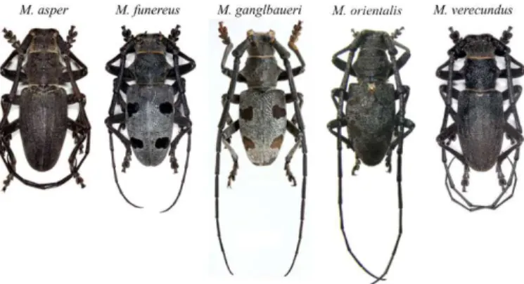 Figure 1. The five taxa of the genus Morimus occurring in south Europe (all  males) (Images available on: www.cerambyx.uochb.cz; www.coleo_net.de;  www.hmyz.photo.cz; http://projects.biodiversity.be/openuprbins/about)