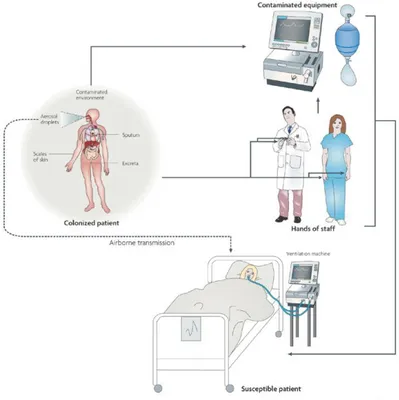 Figure 3. The possible modes of A. baumannii entry into a ward are shown: colonized or  susceptible patient, hands of hospital staff and contaminated equipment (Dijkshoorn et 