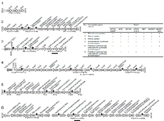 Figure 5. Schematic representation of the iron-acquisition gene clusters identified in the  whole genome sequence of six A