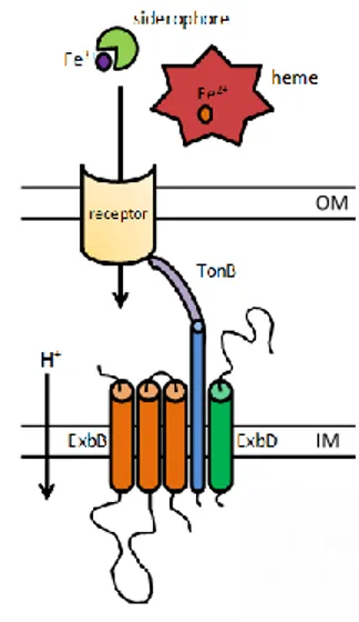 Figure 6. Schematic representation of the TonB energy transducing machinery, which is  encoded by tonB-exbB-exbD genes
