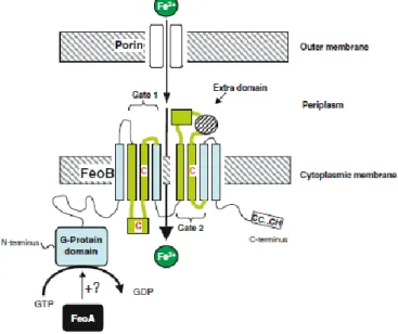 Figure  7.  Schematic  representation  of  ferrous  iron  uptake  by  Feo  of  E.  coli  adapted  from  Cartron  et  al