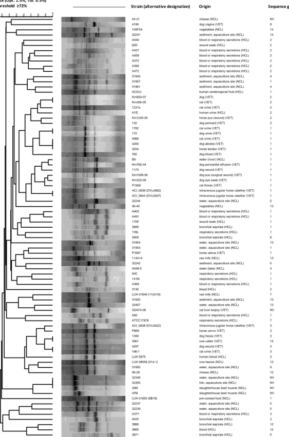 Figure 1 B. Clustering relationship of 81 A. baumannii strains from non-clinical (NCL),  veterinary  (VET)  and  human  clinical  (HCL)  sources  analyzed  by  RAPD  with  primer  DAF-4