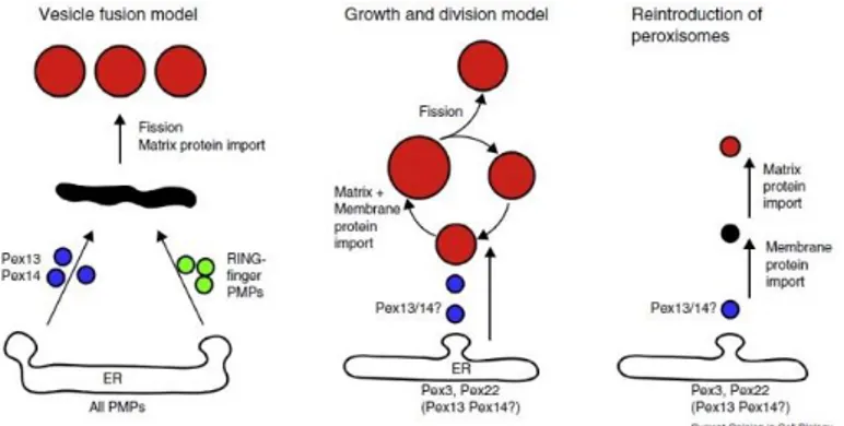 Figure 1.1.  Schematic representation of models for peroxisome  multiplication.  (On 