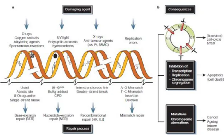 Figure 2.6. DNA damage, repair mechanisms and consequences. (Hoeijmakers, 2001) 