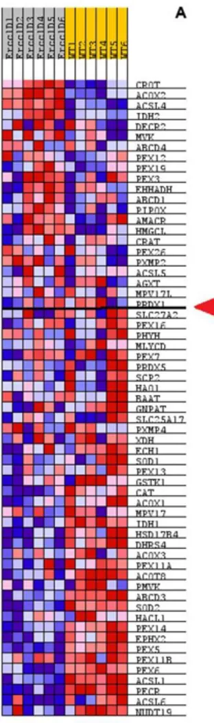 Figure  4.1.  Heatmap of the level expression of genes in peroxisome pathway for 