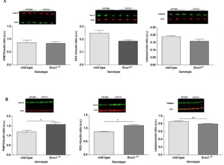 Figure 4.3.WB data concerning peroxisomal proteins of Ercc1 Δ/-  and WT mice 16-  and 20-weeks-old