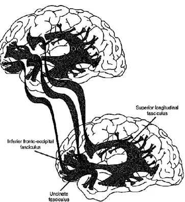 Figura 8 - Illustrazione di un possibile “mindmelding”, tratta da William Hirstein,  Mindmelding, cit