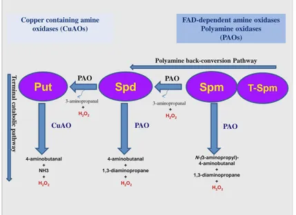 Fig. 2. Polyamine catabolic pathways. 