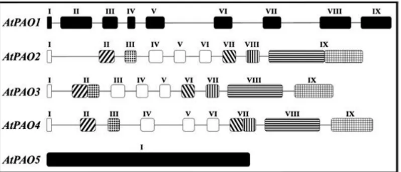 Fig.  3.  Schematic  representation  of  the  exon/intron  organization  of  AtPAO  genes