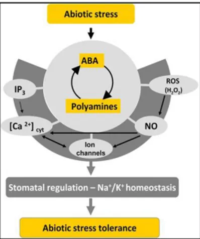 Fig. 4. Scheme represents the integration of  PAs with ABA, ROS (H2 O 2 ), NO, Ca 2+  homeostasis 