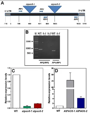 Fig.  5.  AtPAO5  expression  levels  in  atpao5  loss-of-function  mutants  and  35S::AtPAO5-6His 