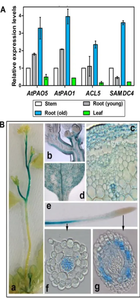 Fig.  6.  Expression  of  AtPAO1,  AtPAO5,  ACL5  and  SAMDC4  in  various  plant  organs
