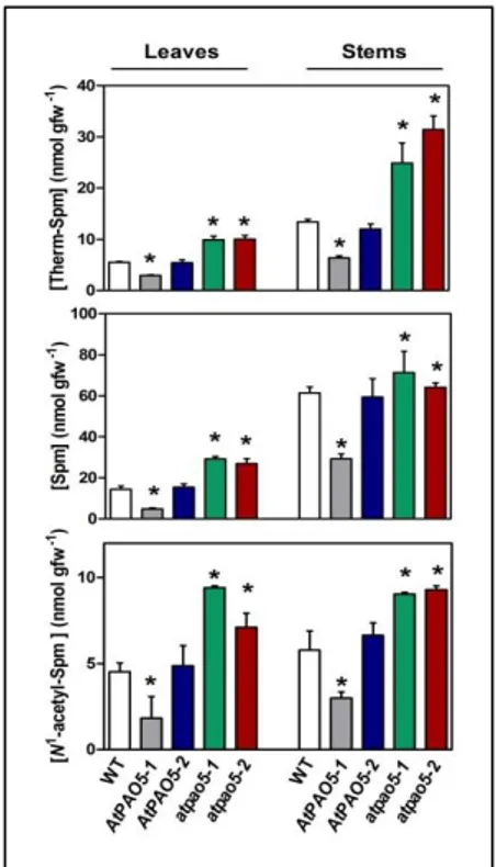 Fig.  7.  Spm,  Therm-Spm  and  N 1 -acetyl-