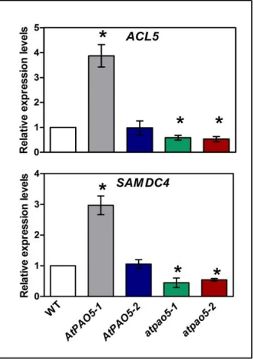 Fig. 8. ACL5 and SAMDC4 expression levels in AtPAO5 and atpao5 plants. Relative expression 