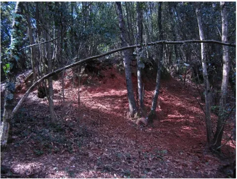 Figura 11. Tracce delle sabbie rosse della duna sub litoranea nel Sito di Importanza Comunitaria  (SIC) Bosco di Polverino