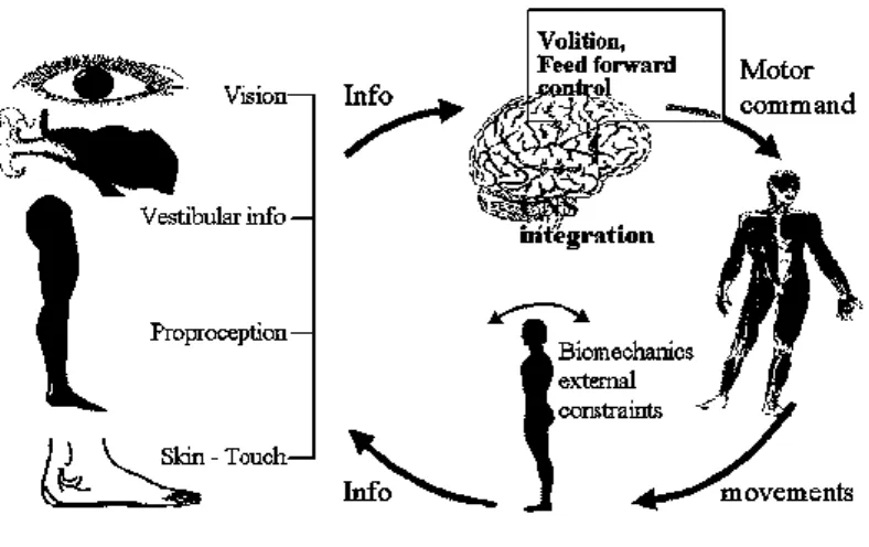 Figure 1.1. Scheme of postural control system 