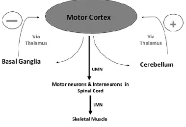Figure 1.2 Modulation of motor activity by basal ganglia and cerebellum 