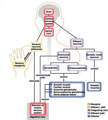 Figure  2.1:  diagram  of  the  major  components  of  the  central  and  peripheral  nervous  systems  and  their  functional 