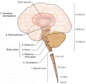 Figure 2.3: Pictorial view of the seven parts that  compose the central Nervous system [111]