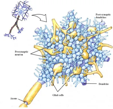 Figure 2.6: view of the neuronal soma. It is represented post-synaptic dendrites and presynaptic neuron [115]