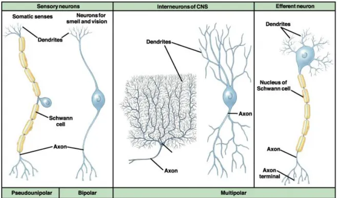 Figure 2.9: a)sketches of unipolar, b) bipolar, and c) multipolar neurons swing cell bodies with nuclei, dendrites  