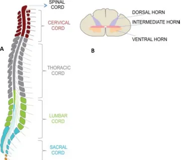 Figure 2.12: Schematic view of the human  SC. Left side: (a) view of the  SC four sections from cervical, thoracic, 