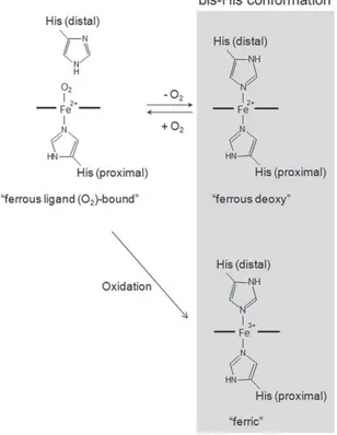 Figure  2:  Illustration  of  the  ferrous  and  ferric  form  of  Ngb  (Watanabe  et  al.,Journal  of  Biological Chemistry, 2012)