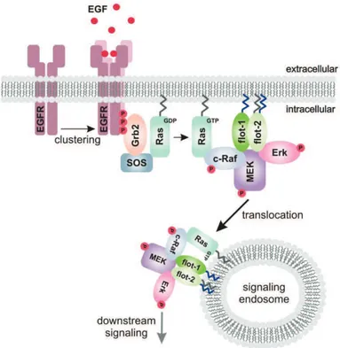 Figure 11: Flotillin’s functions in Receptor TK and endocytosis ( Kurrle et al Intech,  2012).