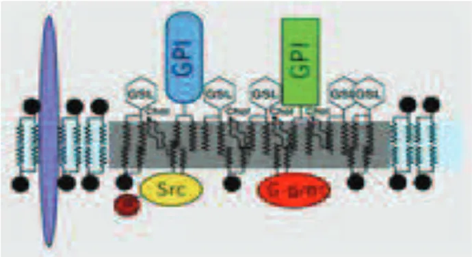 Figure 16: Lipid-protein interactions in raft. 