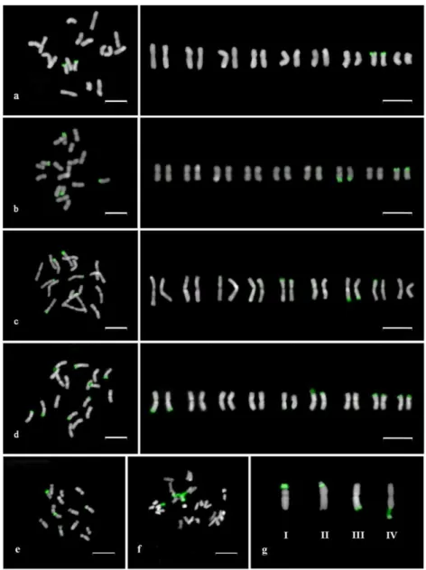 Figure  1  -  Arrangement  of  chromosomes  in  metaphase  plates  and  idiograms  showing  the location of 45S rDNA sites in (a) C